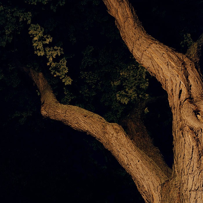 https://mail.aboumradphoto.ca/files/gimgs/th-20_01-aboumrad-arbre.jpg