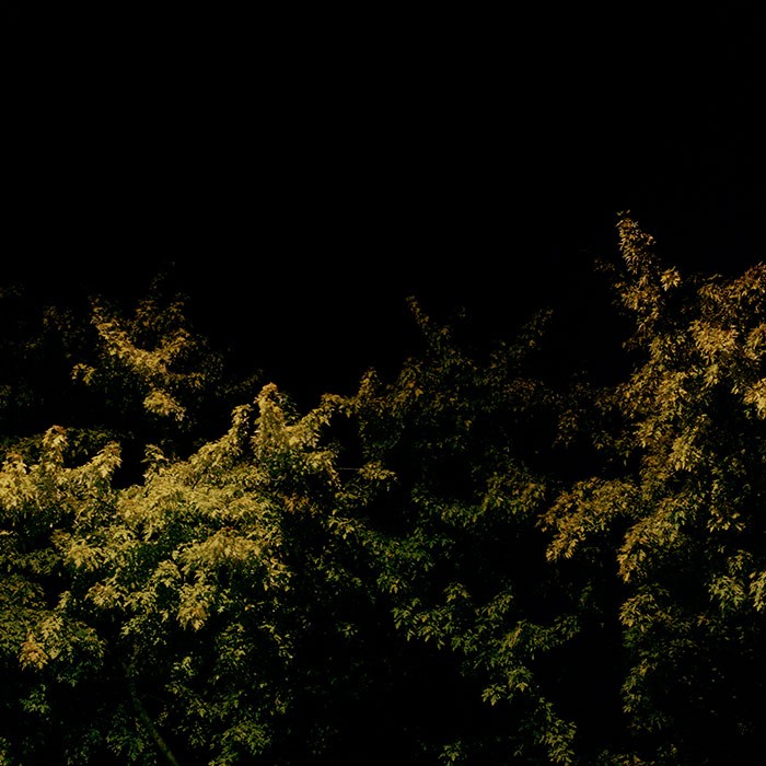 https://mail.aboumradphoto.ca/files/gimgs/th-20_02-aboumrad-arbre.jpg