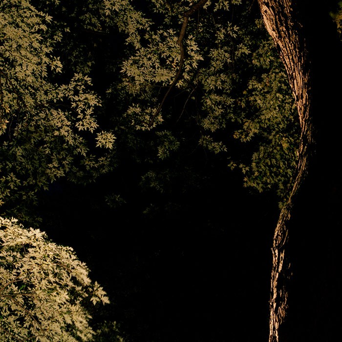 https://mail.aboumradphoto.ca/files/gimgs/th-20_04-aboumrad-arbre.jpg