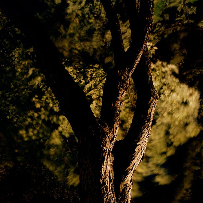 https://mail.aboumradphoto.ca/files/gimgs/th-20_05-aboumrad-arbre.jpg